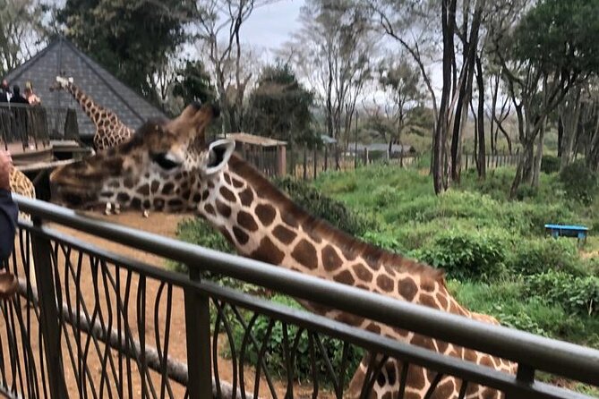 A Day Tour to Giraffe Center in Nairobi Kenya - Getting there from Nairobi