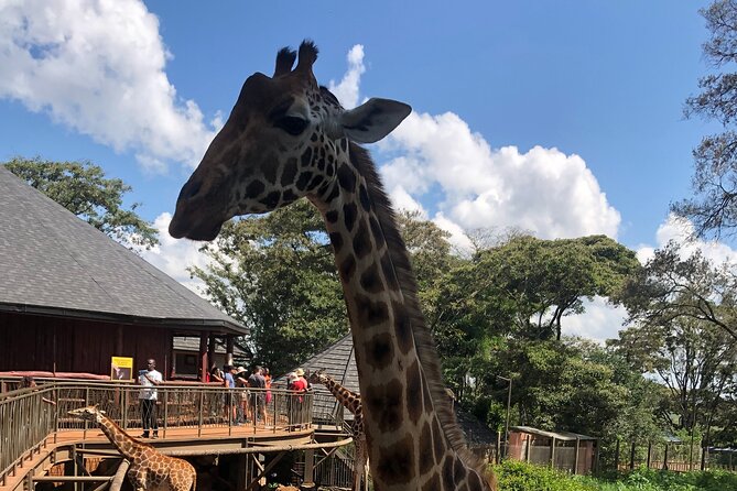 A Day Tour to Giraffe Center in Nairobi Kenya - What the $78 price really buys