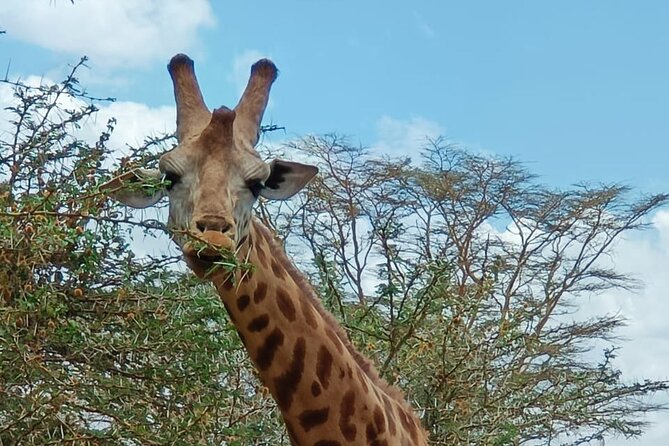 A Day Tour to Giraffe Center in Nairobi Kenya - Who will enjoy this outing most