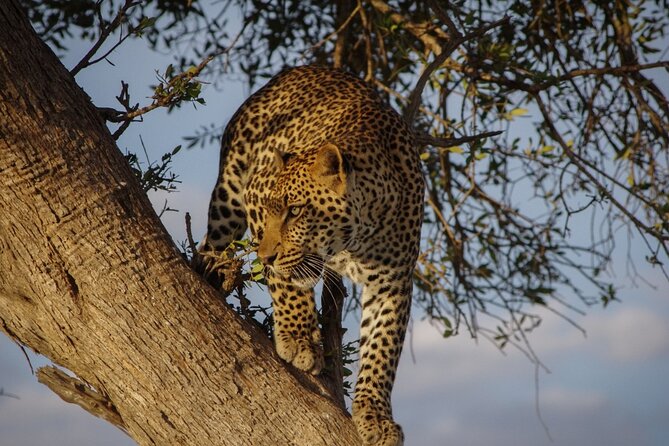 A thrilling Kenya 4 Days Adventure: Masai Mara &Lake Nakuru - Why this Kenya safari works in four days