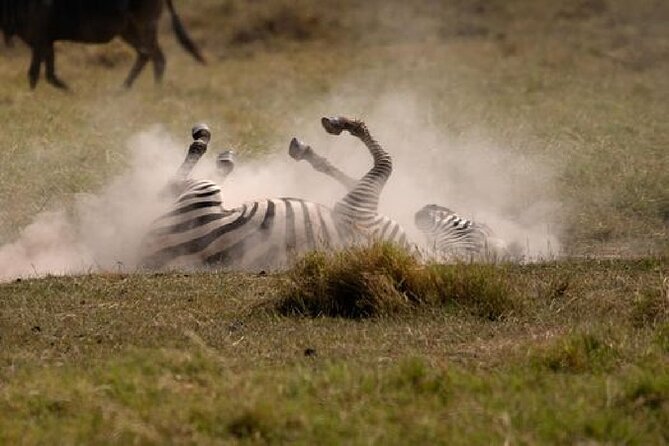 A thrilling Kenya 4 Days Adventure: Masai Mara &Lake Nakuru - Day 4: Lake Nakuru’s rhinos, birds, and water
