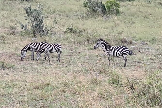 A thrilling Kenya 4 Days Adventure: Masai Mara &Lake Nakuru - Accommodation and meals: what the $1,500 price means