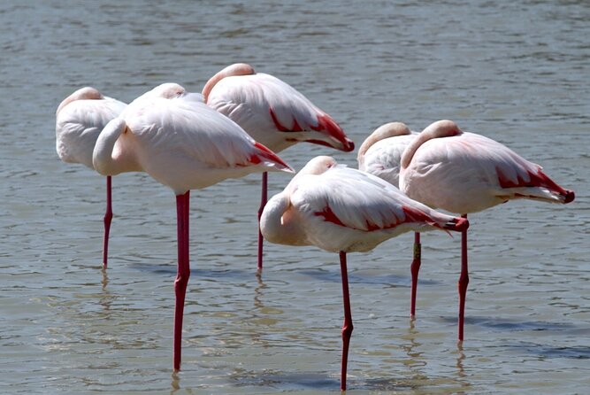 A thrilling Kenya 4 Days Adventure: Masai Mara &Lake Nakuru - Day 1: From Nairobi to the Masai Mara