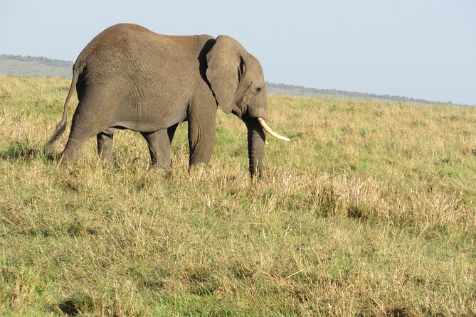 Adventure-fueled 3 Days Maasai Mara Safari - One full day for wildlife, tracks, and patience