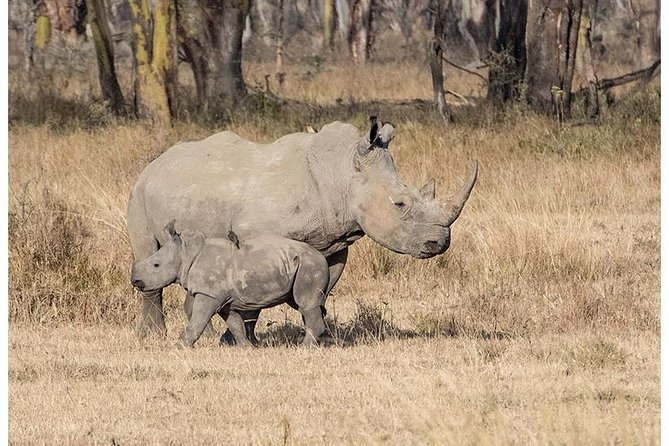 African Wildlife & Nature - 5 Kenya national parks - 6 day Jeep Safari - Day 1: Tsavo West and Kenya’s volcanic country