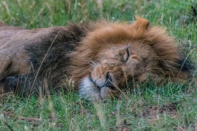 African Wildlife & Nature - 5 Kenya national parks - 6 day Jeep Safari - Day 3: Lake Naivasha by boat and on foot