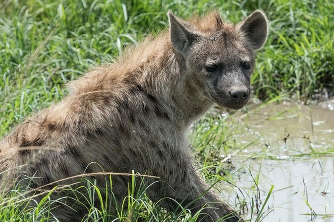 African Wildlife & Nature - 5 Kenya national parks - 6 day Jeep Safari - Day 4: Hell’s Gate and the first Maasai Mara drive