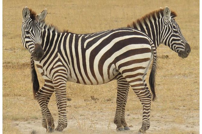 African Wildlife & Nature - 5 Kenya national parks - 6 day Jeep Safari - Day 5: A full day across the Maasai Mara