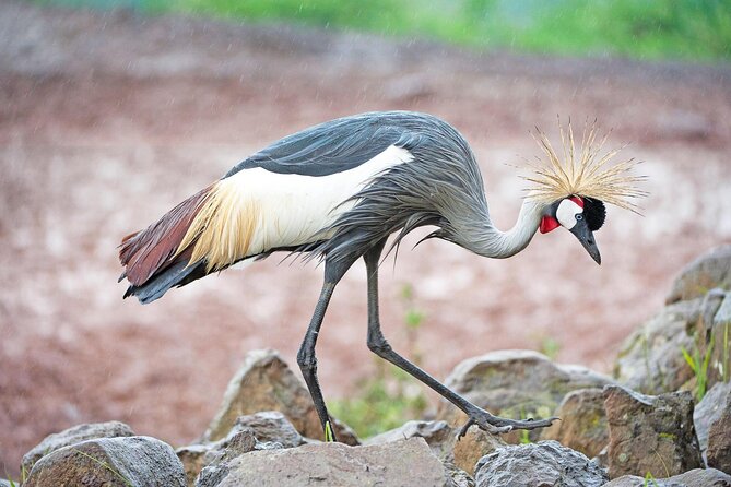 African Wildlife Safari 7 Days - Five details that shape this Kenya safari