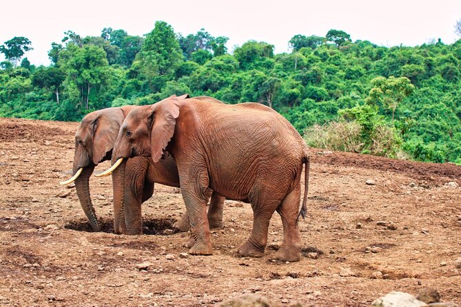 African Wildlife Safari 7 Days - What the $3,445.50 price really buys