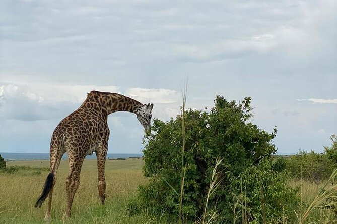 Afternoon half day mini safari to Nairobi National Park - A Private Guide Makes a Short Tour Better