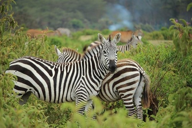 Afternoon half day mini safari to Nairobi National Park - Is $190 Per Person Fair Value?