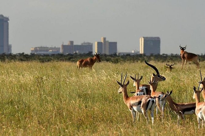 Afternoon half day mini safari to Nairobi National Park - Who Will Enjoy This Afternoon Safari Most?