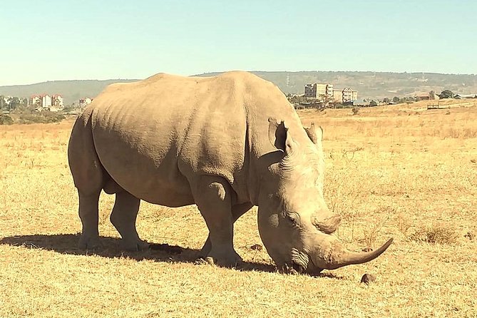 Afternoon half day mini safari to Nairobi National Park - What the High Rating Tells You