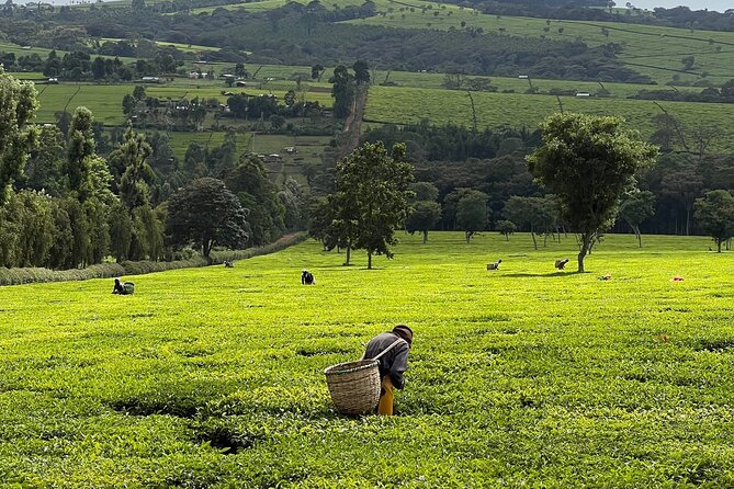 Agro-Tourism Tea Workshop in Nandi Hills - Key points to know before booking