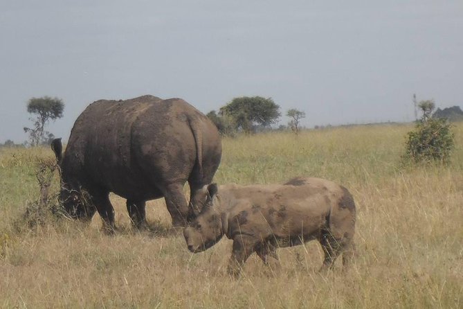 Airport Pick Up To Nairobi National Park / Drop Off - Families, Couples, and First-Time Safari Visitors
