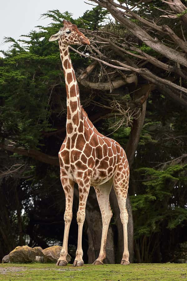 All-Inclusive: Giraffe Centre & Kazuri Beads Factory Visit - Starting in Nairobi’s Karen suburb