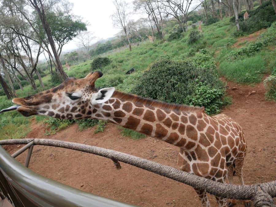 All-Inclusive: Giraffe Centre & Kazuri Beads Factory Visit - Seeing clay become Kazuri Beads