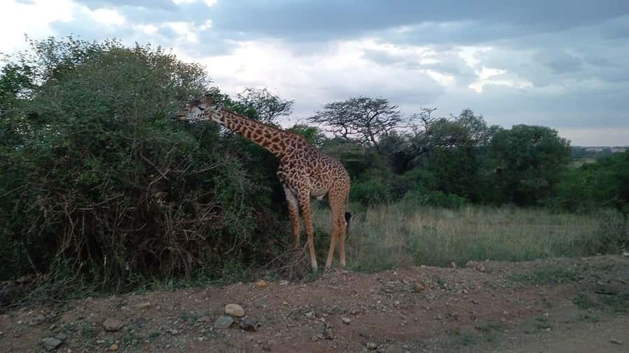 All-Inclusive: Giraffe Centre & Kazuri Beads Factory Visit - Meeting Rothschild’s giraffes at the Giraffe Centre