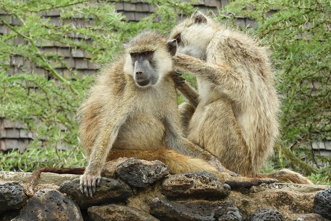Amboseli Day Tour from Nairobi - Guides Peter, Julius, and the value of good eyes