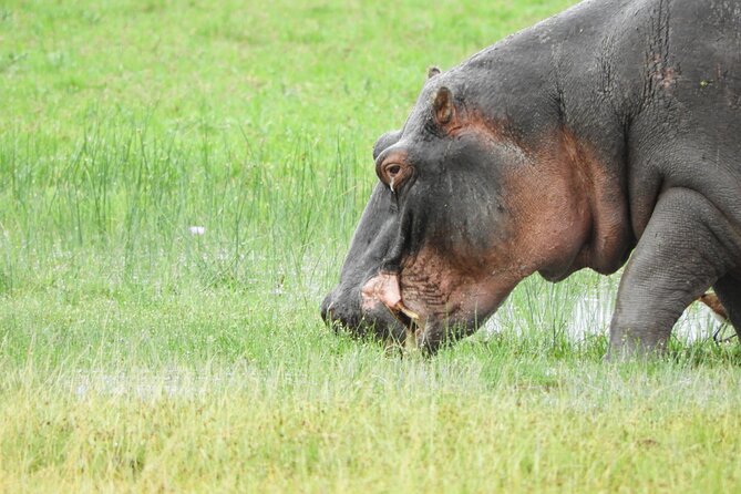 Amboseli Day Tour from Nairobi - What the $190 price really covers
