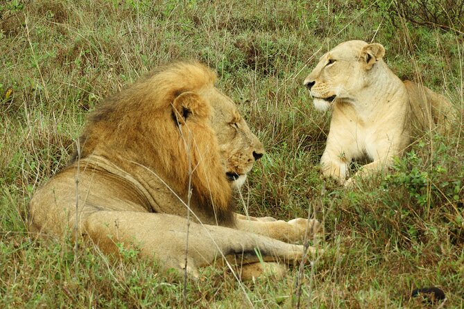 Amboseli Day Tour from Nairobi - Who should book this day safari?