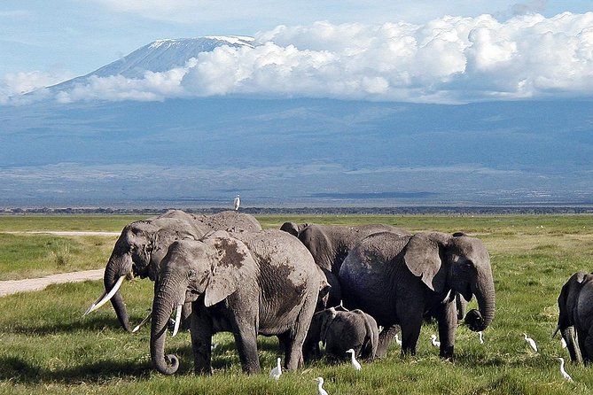 Amboseli Day Trip from Nairobi - Lunch at the park or your own packed meal