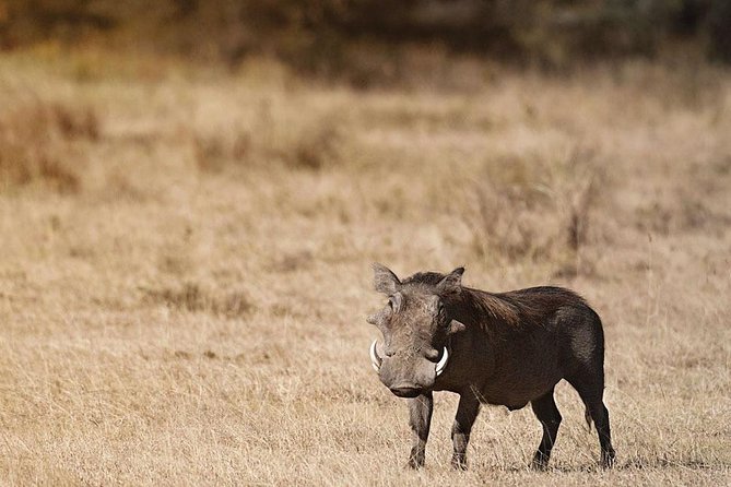 Amboseli Day Trip from Nairobi - Is $195 good value?