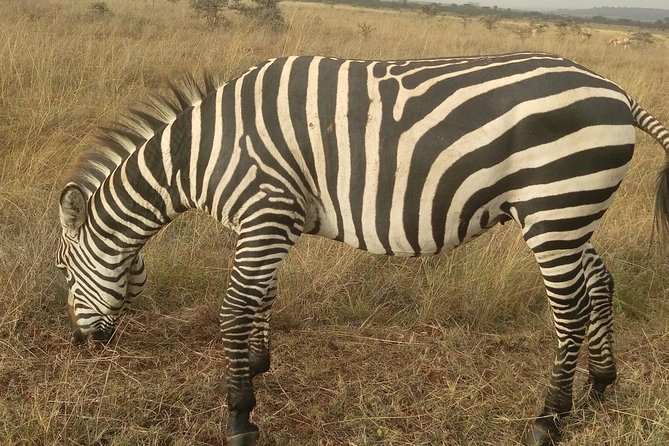 Amboseli Day Trip from Nairobi - The optional Maasai village visit
