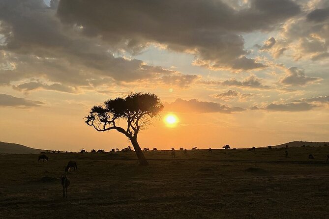 Amboseli day trip with pick up - Lunch at Oltukai Lodge and the afternoon exit drive