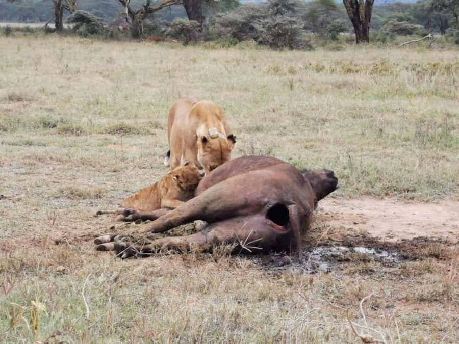 Amboseli National Park 3-Day Safari from Nairobi - The first game drive and the park’s changing scenery