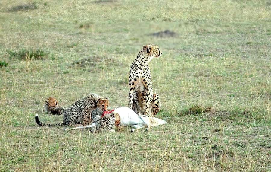 Amboseli National Park 3-Day Safari from Nairobi - Morning and afternoon drives that improve your chances
