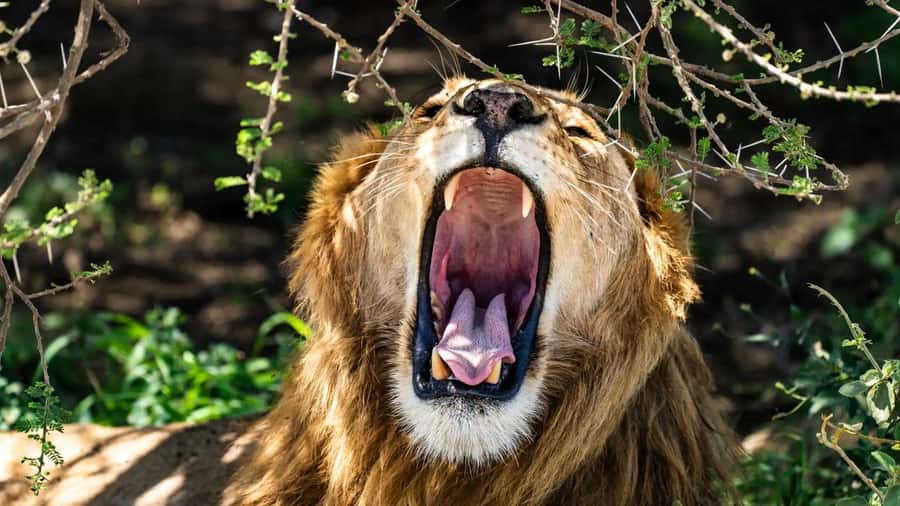Amboseli National Park 3-Day Safari from Nairobi - Two nights of camp or lodge accommodation