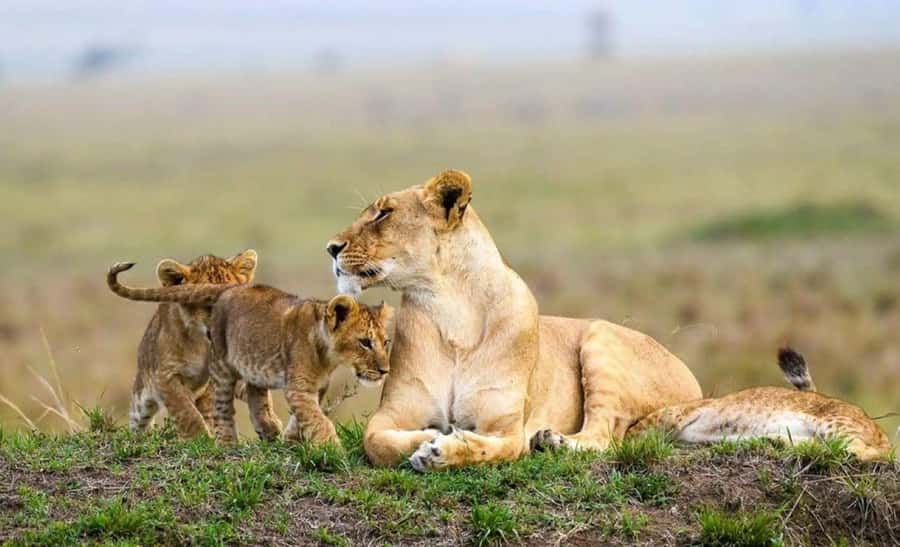 Amboseli National Park 3-Day Safari from Nairobi - Leaving Nairobi for the Kajiado plains