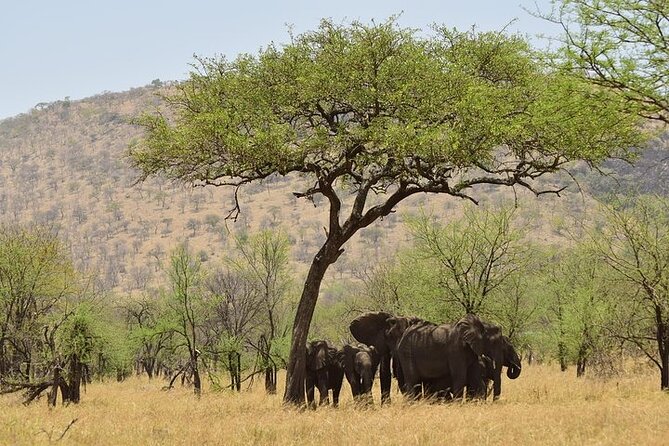 Amboseli National Park Day tour; Free Wifi Connection - The 5:00 am pickup and the road south