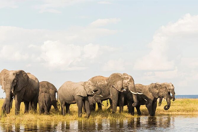 Amboseli National Park Day tour; Free Wifi Connection - Kilimanjaro views depend on timing and weather