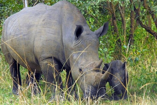 Amboseli National Park Day tour; Free Wifi Connection - What the $199 price really includes