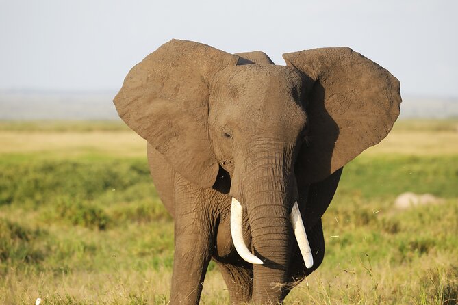 Amboseli National Park Day tour; Free Wifi Connection - The guides and vehicle can shape the experience