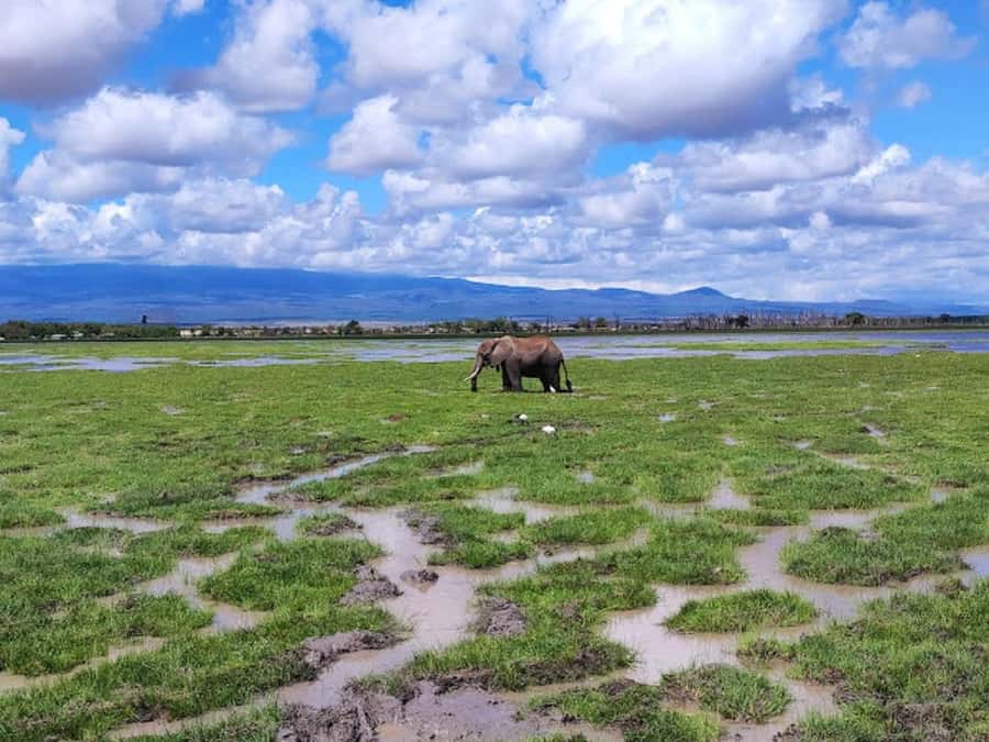 Amboseli National Park Day Trip and Maasai Village Visit - Is $194 good value for this Amboseli day trip?