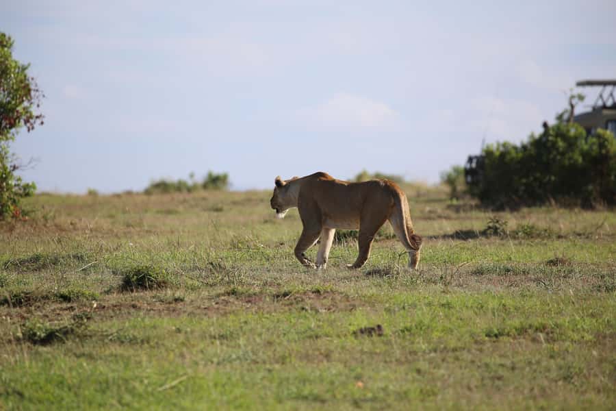 Amboseli National Park Day Trip and Maasai Village Visit - The 4:30 a.m. pickup and long road to the park