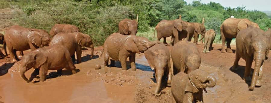 Amboseli National Park Day Trip from Nairobi - Key reasons to consider this Amboseli safari