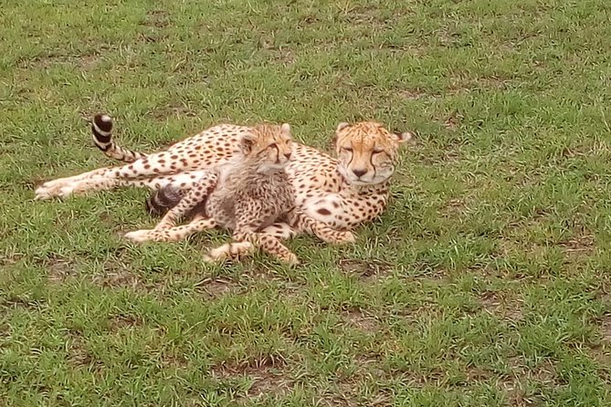 Amboseli National park Day trip:Mt kilimanjaro Views - Key points to know before booking