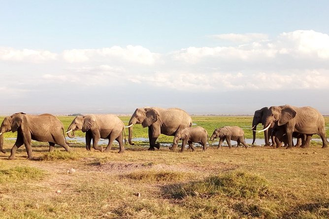 Amboseli National park Day trip:Mt kilimanjaro Views - Why Amboseli makes sense for a one-day safari
