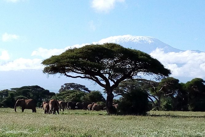 Amboseli National park Day trip:Mt kilimanjaro Views - The Maasai village option costs extra