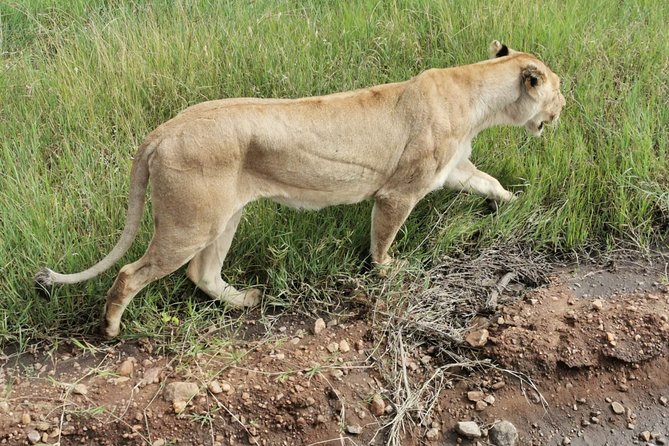 Amboseli National park Day trip:Mt kilimanjaro Views - Is $190 a fair price for one day?