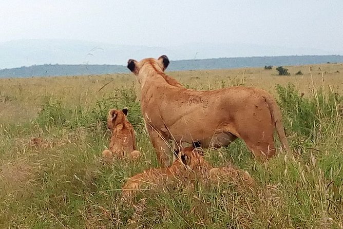 Amboseli National park Day trip:Mt kilimanjaro Views - Who should book this Amboseli day trip?