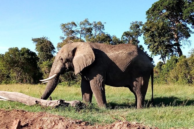 Amboseli National park Day trip:Mt kilimanjaro Views - The early pickup and long road to Amboseli