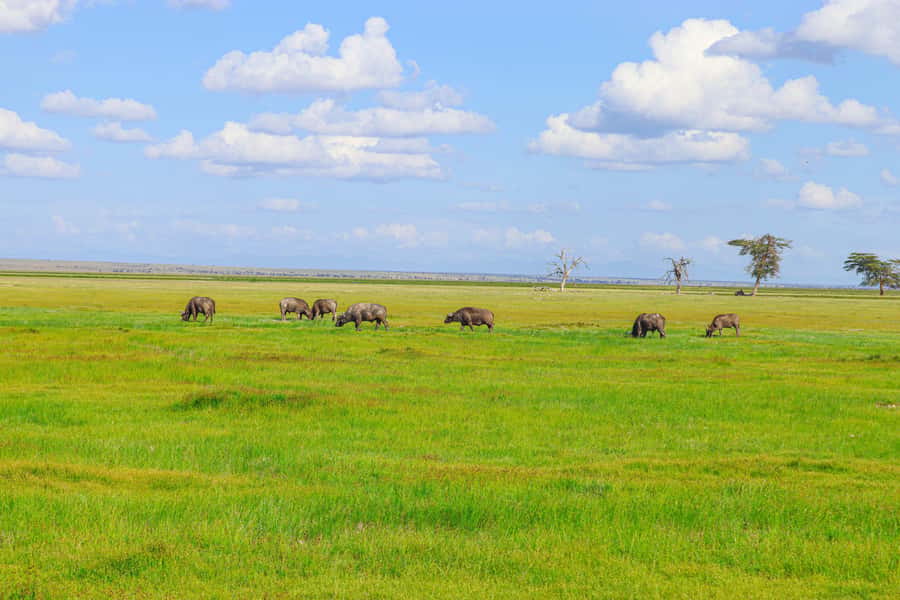Amboseli National Park: Daytrip from Nairobi in a 4X4 Jeep - Key points to know before booking