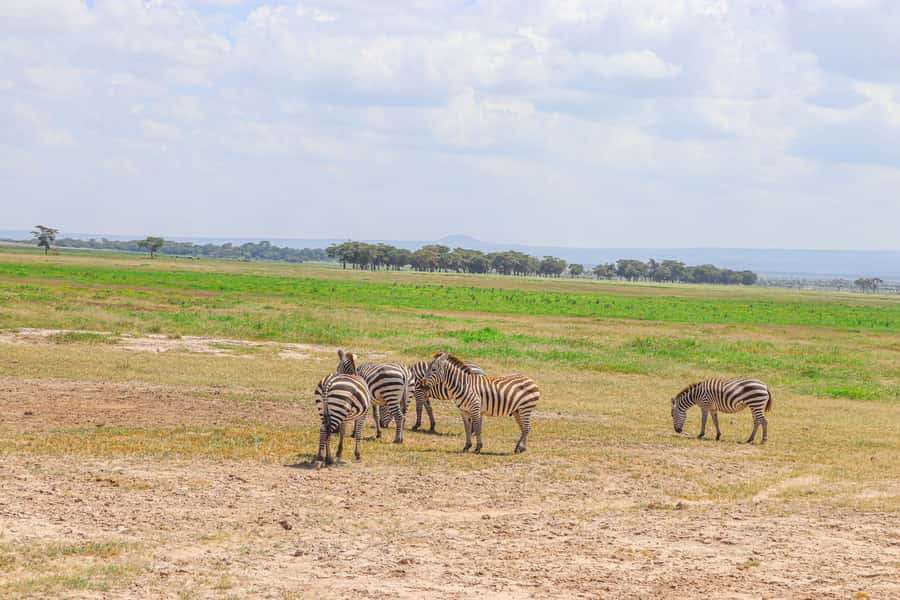 Amboseli National Park: Daytrip from Nairobi in a 4X4 Jeep - What to bring and how to prepare