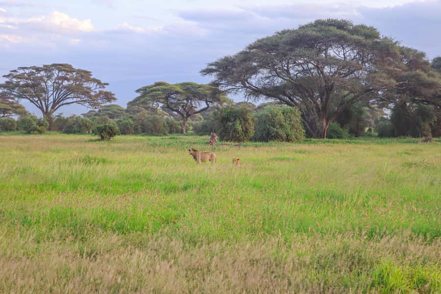 Amboseli National Park: Daytrip from Nairobi in a 4X4 Jeep - Five hours of game drives and open-ground wildlife